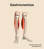 The gastrocnemius muscle of the leg - orientation 12