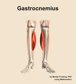 The gastrocnemius muscle of the leg - orientation 13