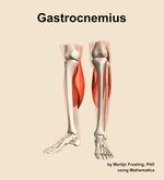 The gastrocnemius muscle of the leg - orientation 14