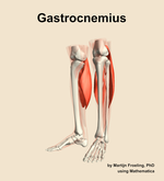 The gastrocnemius muscle of the leg - orientation 15