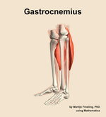 The gastrocnemius muscle of the leg - orientation 16