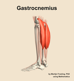 The gastrocnemius muscle of the leg - orientation 2
