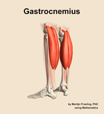 The gastrocnemius muscle of the leg - orientation 3