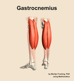 The gastrocnemius muscle of the leg - orientation 4