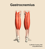 The gastrocnemius muscle of the leg - orientation 5