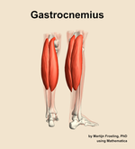 The gastrocnemius muscle of the leg - orientation 6