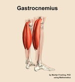 The gastrocnemius muscle of the leg - orientation 7
