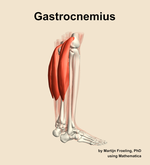 The gastrocnemius muscle of the leg - orientation 8