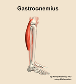 The gastrocnemius muscle of the leg - orientation 9