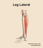 Muscles of the lateral compartment of the leg - orientation 1