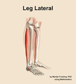 Muscles of the lateral compartment of the leg - orientation 10