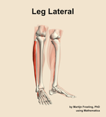 Muscles of the lateral compartment of the leg - orientation 11