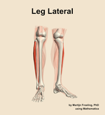 Muscles of the lateral compartment of the leg - orientation 12