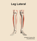 Muscles of the lateral compartment of the leg - orientation 13