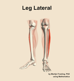 Muscles of the lateral compartment of the leg - orientation 14