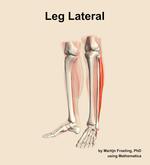 Muscles of the lateral compartment of the leg - orientation 15