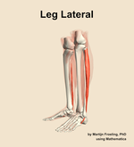 Muscles of the lateral compartment of the leg - orientation 16