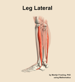 Muscles of the lateral compartment of the leg - orientation 2