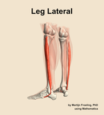 Muscles of the lateral compartment of the leg - orientation 3