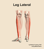 Muscles of the lateral compartment of the leg - orientation 4