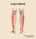 Muscles of the lateral compartment of the leg - orientation 5