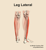 Muscles of the lateral compartment of the leg - orientation 6