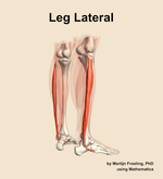 Muscles of the lateral compartment of the leg - orientation 7