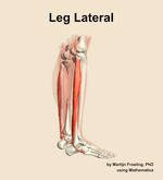 Muscles of the lateral compartment of the leg - orientation 8