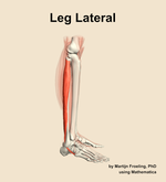 Muscles of the lateral compartment of the leg - orientation 9