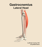 The lateral head of the gastrocnemius muscle of the leg - orientation 1