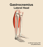 The lateral head of the gastrocnemius muscle of the leg - orientation 10