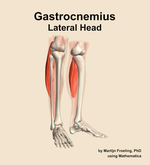 The lateral head of the gastrocnemius muscle of the leg - orientation 11
