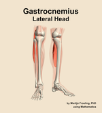 The lateral head of the gastrocnemius muscle of the leg - orientation 12