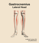 The lateral head of the gastrocnemius muscle of the leg - orientation 13
