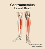 The lateral head of the gastrocnemius muscle of the leg - orientation 14