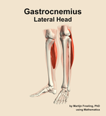 The lateral head of the gastrocnemius muscle of the leg - orientation 15