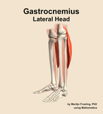 The lateral head of the gastrocnemius muscle of the leg - orientation 16