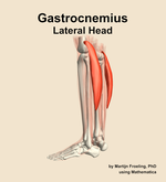 The lateral head of the gastrocnemius muscle of the leg - orientation 2