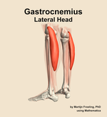 The lateral head of the gastrocnemius muscle of the leg - orientation 3