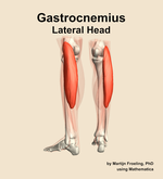 The lateral head of the gastrocnemius muscle of the leg - orientation 4
