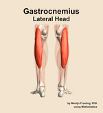 The lateral head of the gastrocnemius muscle of the leg - orientation 5