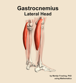 The lateral head of the gastrocnemius muscle of the leg - orientation 7