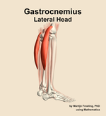 The lateral head of the gastrocnemius muscle of the leg - orientation 8