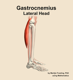 The lateral head of the gastrocnemius muscle of the leg - orientation 9