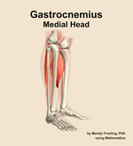The medial head of the gastrocnemius muscle of the leg - orientation 10