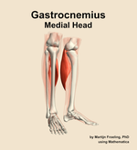 The medial head of the gastrocnemius muscle of the leg - orientation 11
