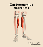 The medial head of the gastrocnemius muscle of the leg - orientation 12