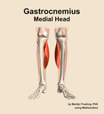 The medial head of the gastrocnemius muscle of the leg - orientation 13
