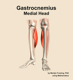 The medial head of the gastrocnemius muscle of the leg - orientation 14