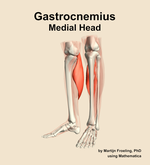 The medial head of the gastrocnemius muscle of the leg - orientation 15